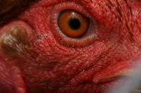 ʎ̐X