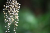 �����̍L���L������Q