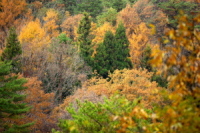 ɊyLv ւ̒r